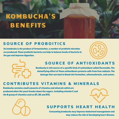 Organic Blueberry Kombucha Tea Drink with Probiotics 12 Pack