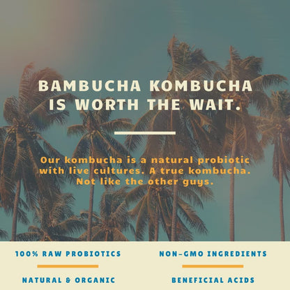 Organic Blueberry Kombucha Tea Drink with Probiotics 12 Pack