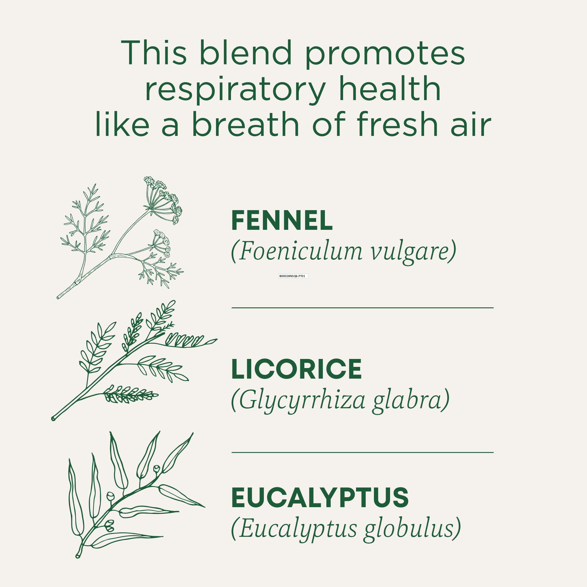 Traditional Medicinals Breathe Easy Eucalyptus Mint, 96 Tea Bags