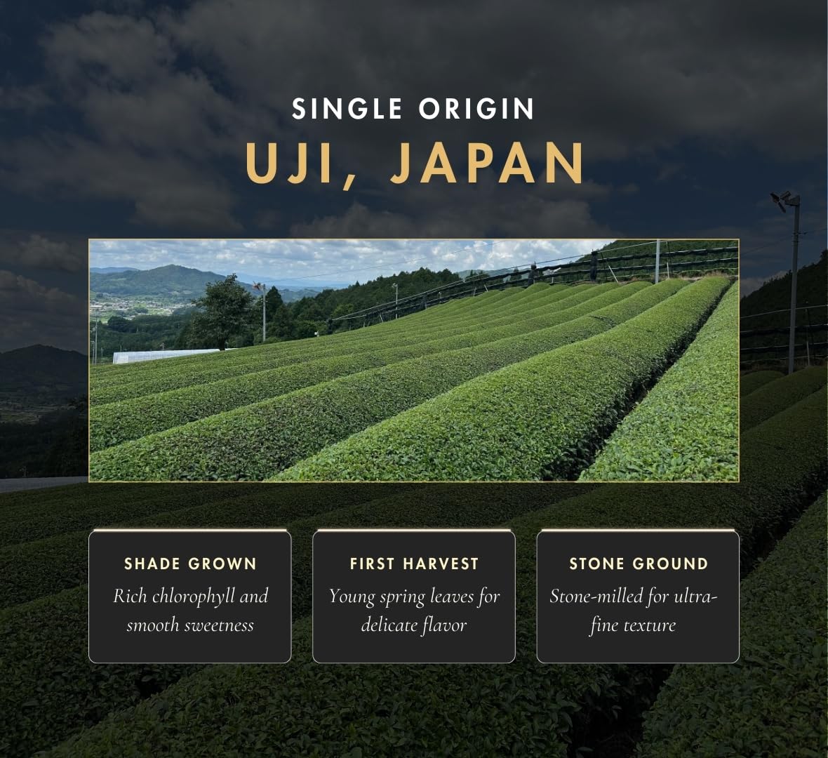 Organic Ceremonial Matcha Green Tea Powder from Uji Kyoto
