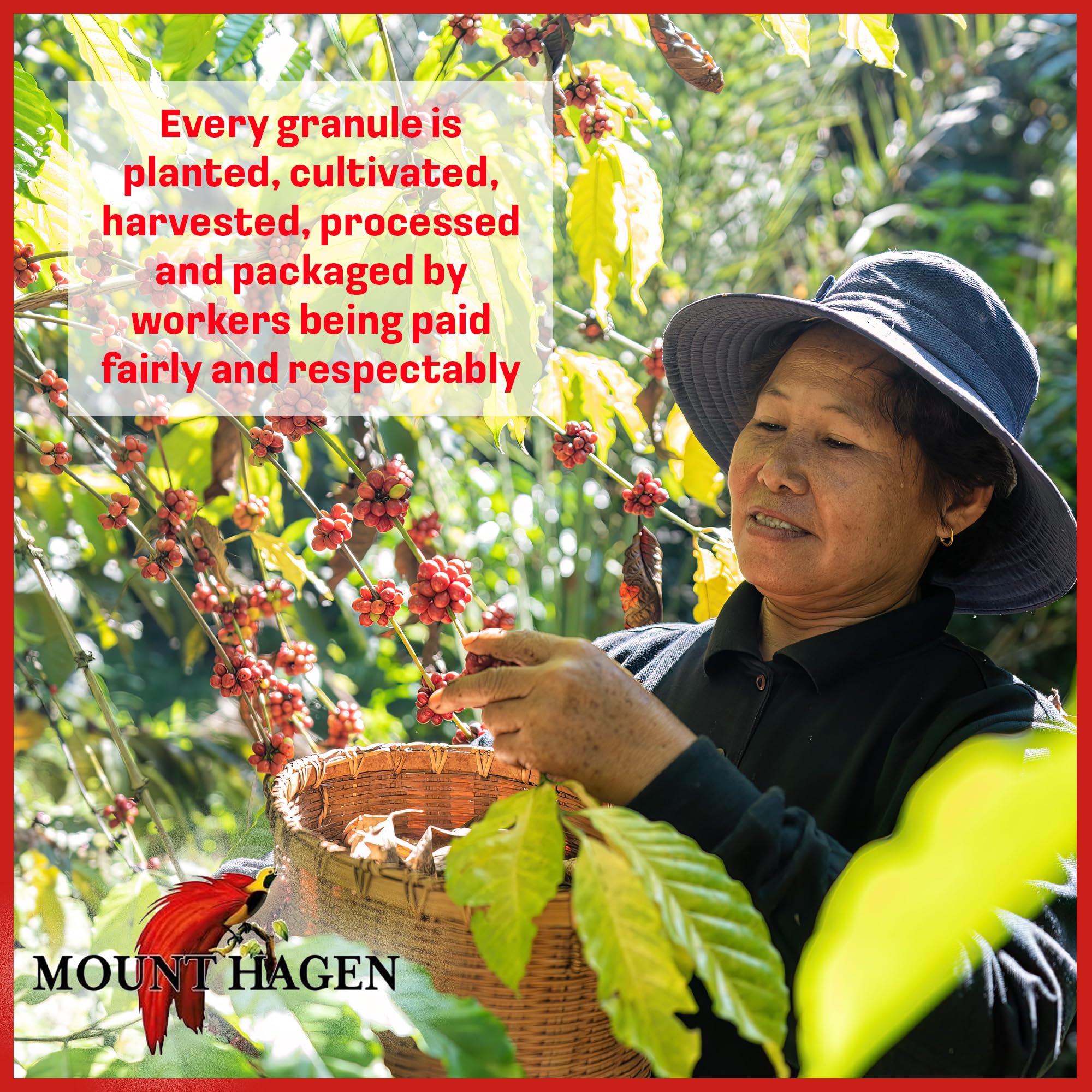 Mount Hagen Organic Coffee - Cafe Decaffeinated 3.53 oz Variation (3.53 oz)